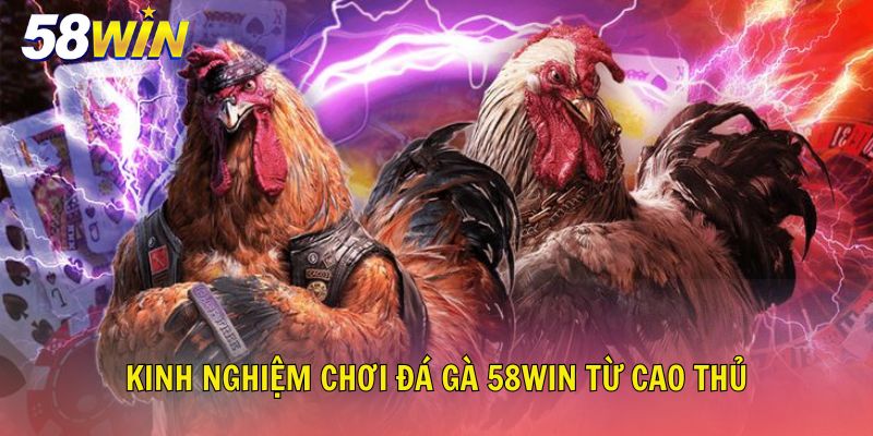 Kinh nghiệm chơi đá gà 58Win hiệu quả từ cao thủ